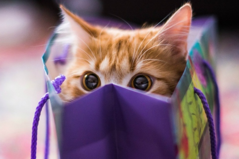 Fondo de pantalla Funny Kitten In Bag 480x320