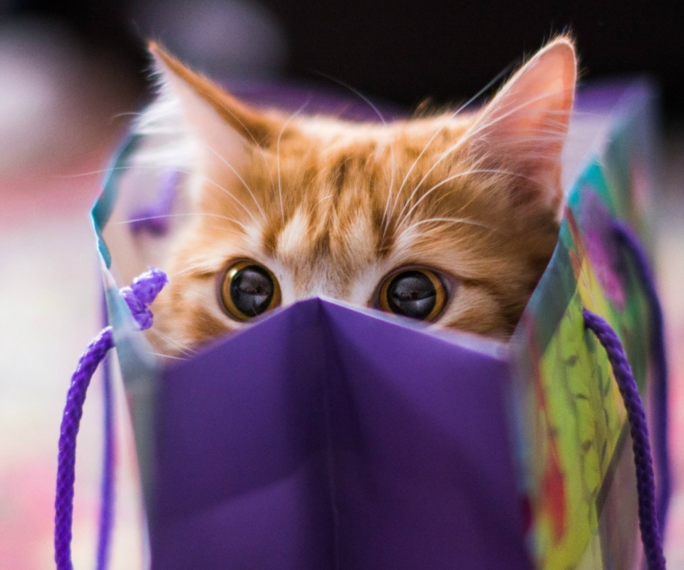 Обои Funny Kitten In Bag 960x800