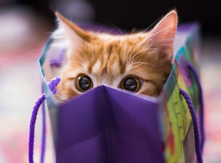 Fondo de pantalla Funny Kitten In Bag