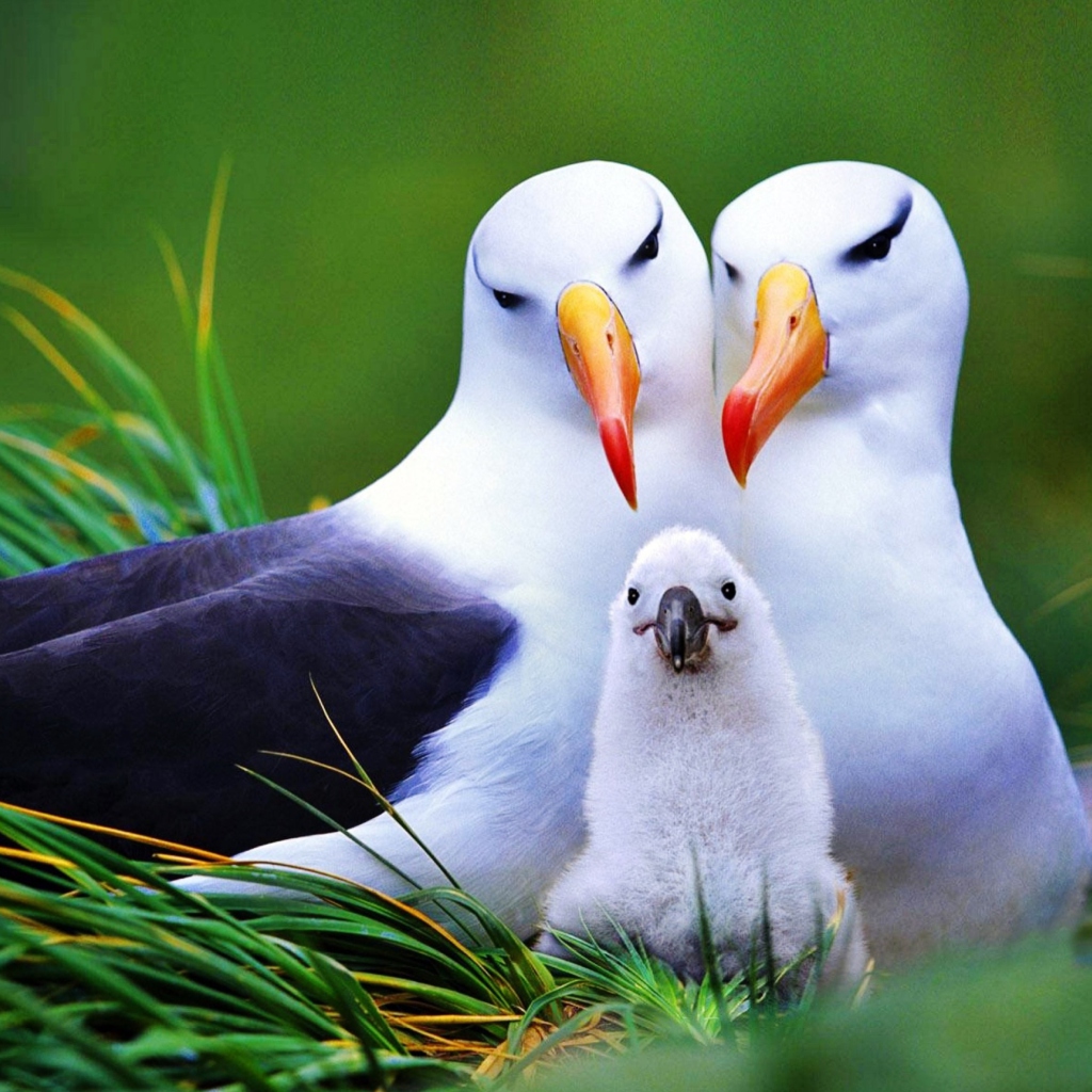 Seagulls wallpaper 1024x1024