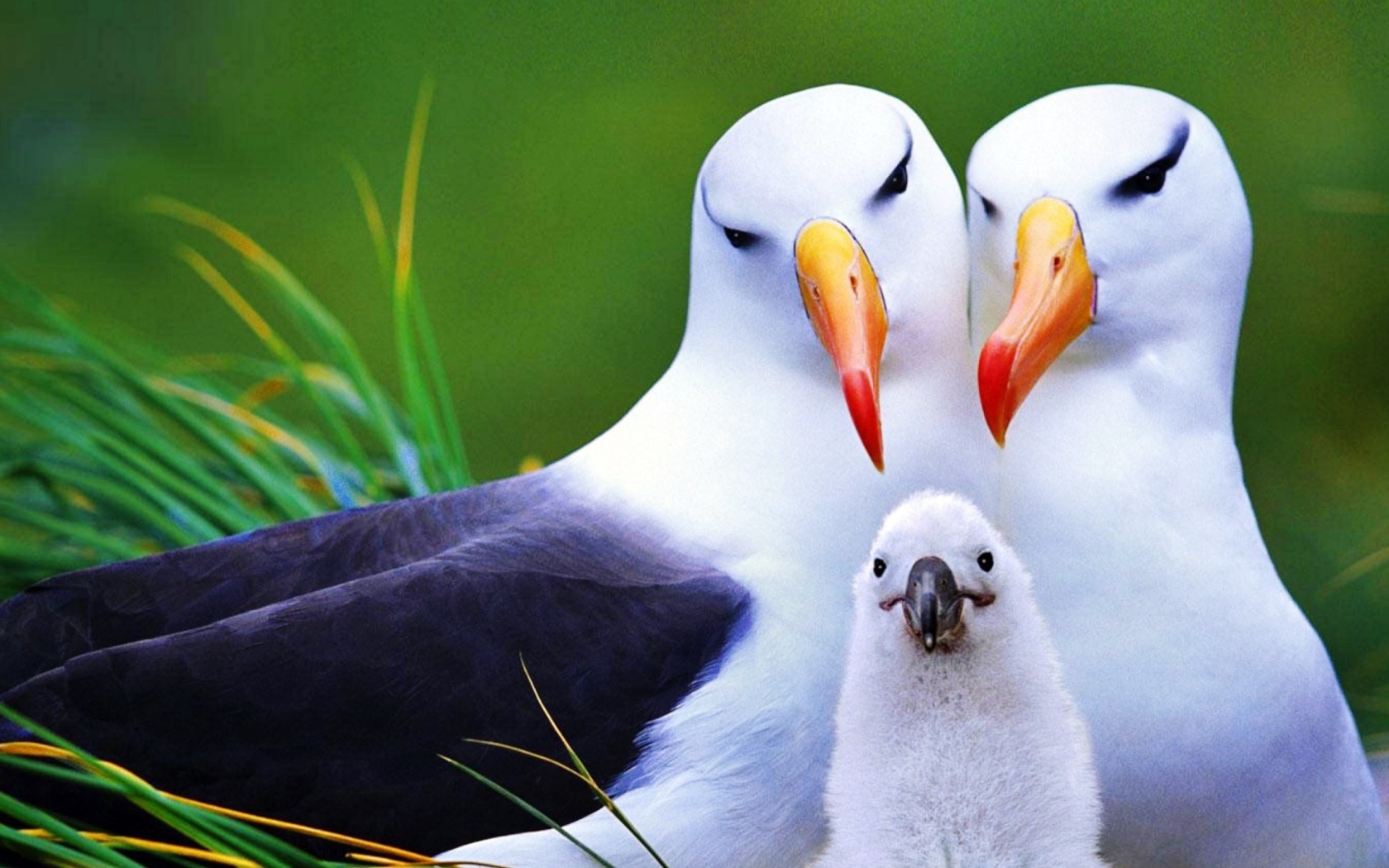 Seagulls wallpaper 1680x1050