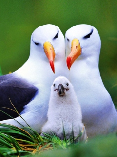 Seagulls wallpaper 240x320