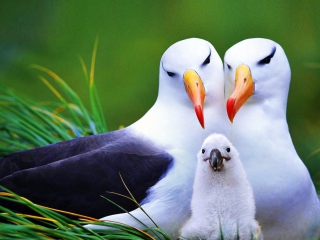 Seagulls wallpaper 320x240