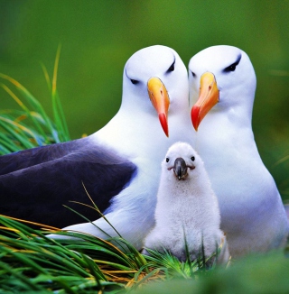 Seagulls Wallpaper for iPad