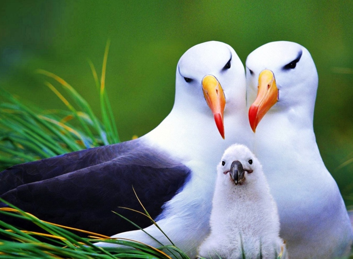 Fondo de pantalla Seagulls