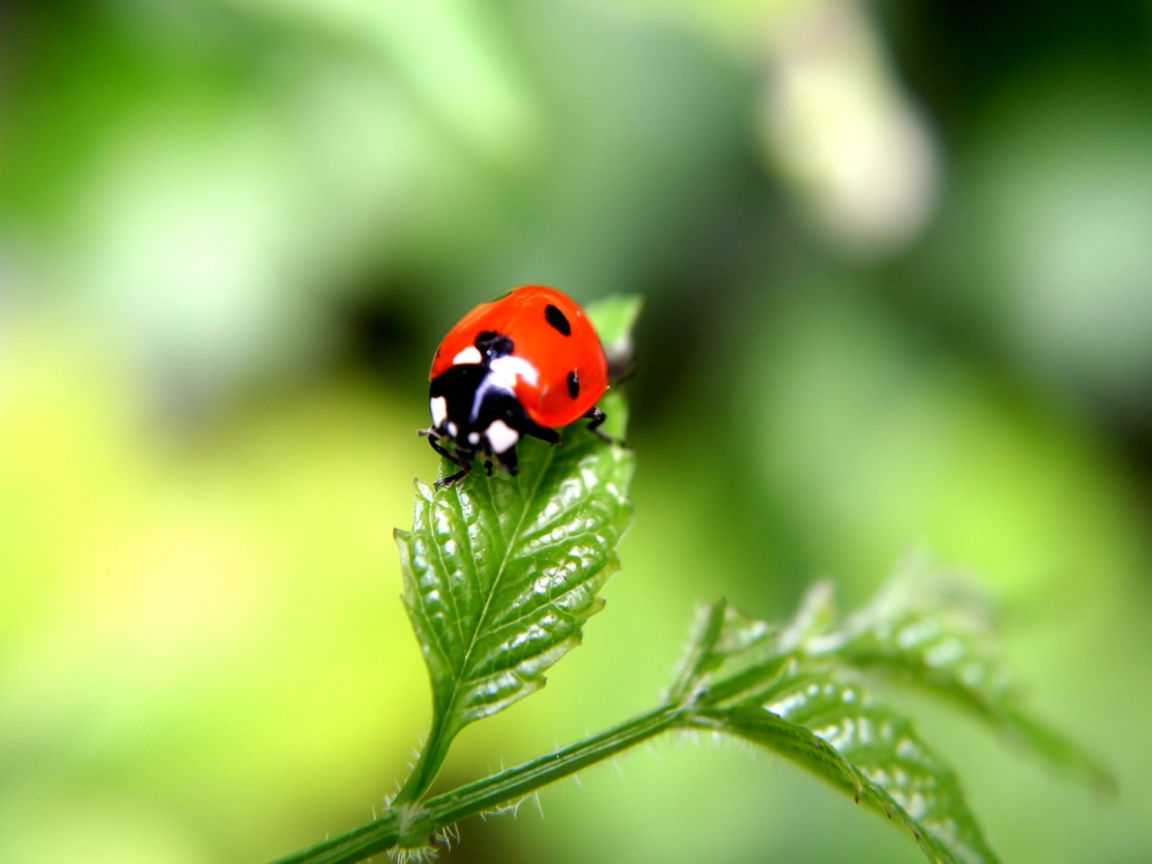 Sfondi Ladybug 1152x864