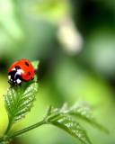 Fondo de pantalla Ladybug 128x160