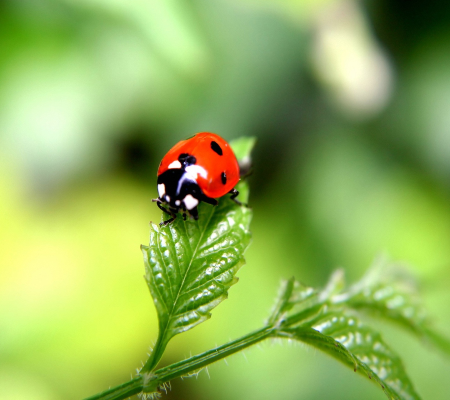 Обои Ladybug 1440x1280
