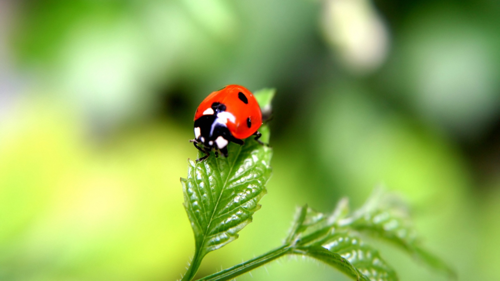 Ladybug wallpaper 1600x900