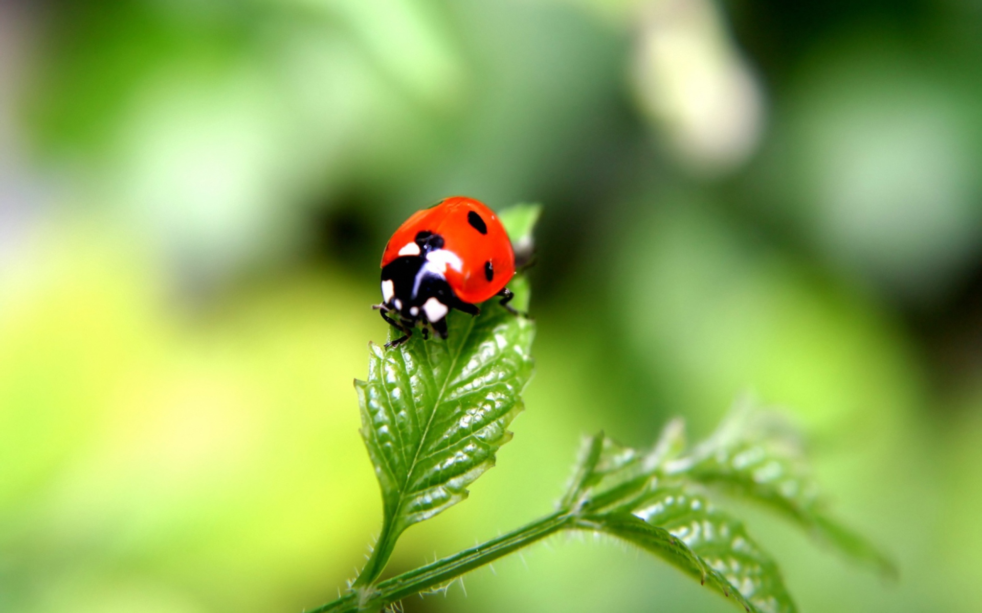 Screenshot №1 pro téma Ladybug 1920x1200