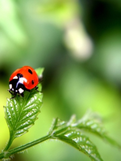 Fondo de pantalla Ladybug 240x320