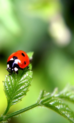 Screenshot №1 pro téma Ladybug 240x400