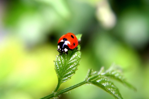 Fondo de pantalla Ladybug 480x320