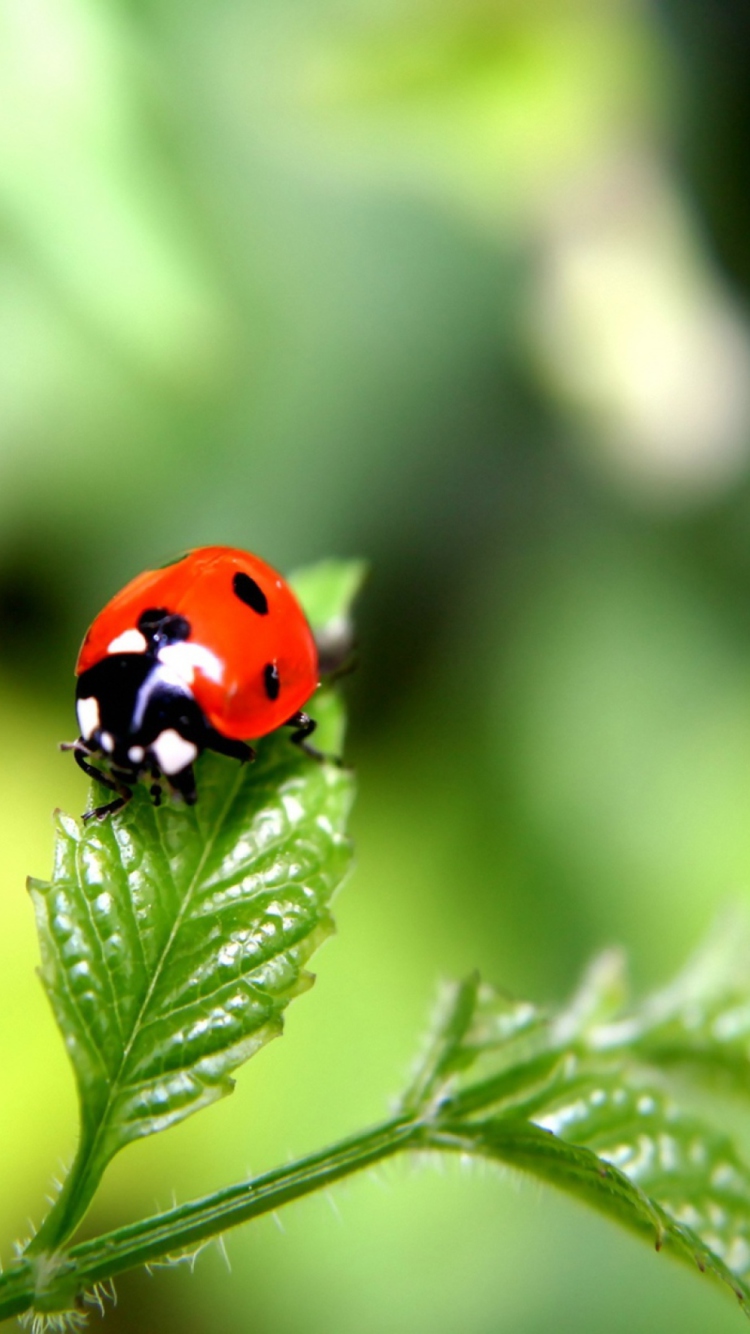 Sfondi Ladybug 750x1334