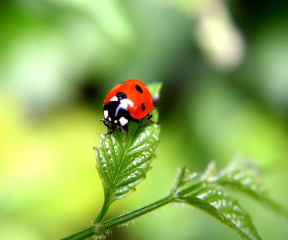 Ladybug screenshot #1 960x800