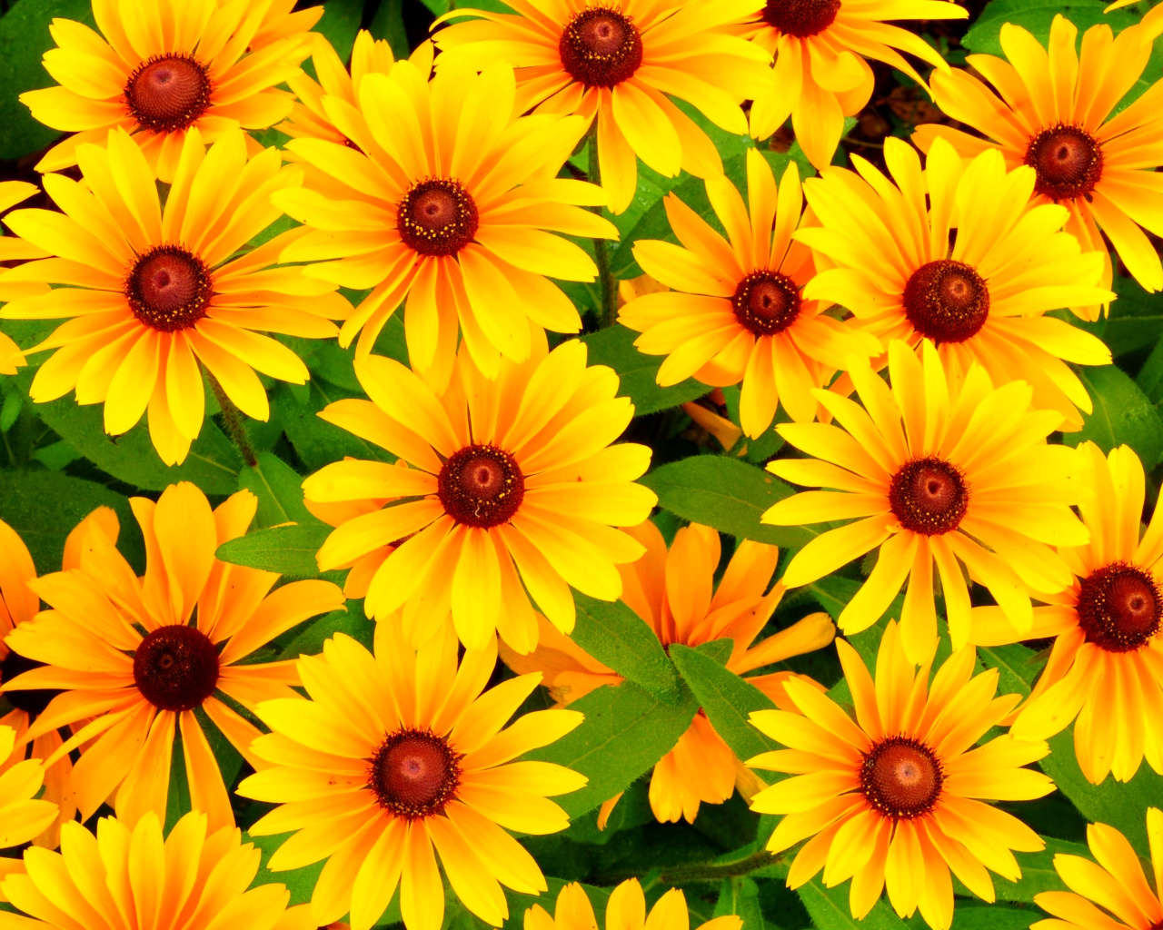 Rudbeckia Yellow Flowers wallpaper 1280x1024