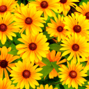 Fondo de pantalla Rudbeckia Yellow Flowers 128x128