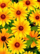 Sfondi Rudbeckia Yellow Flowers 132x176