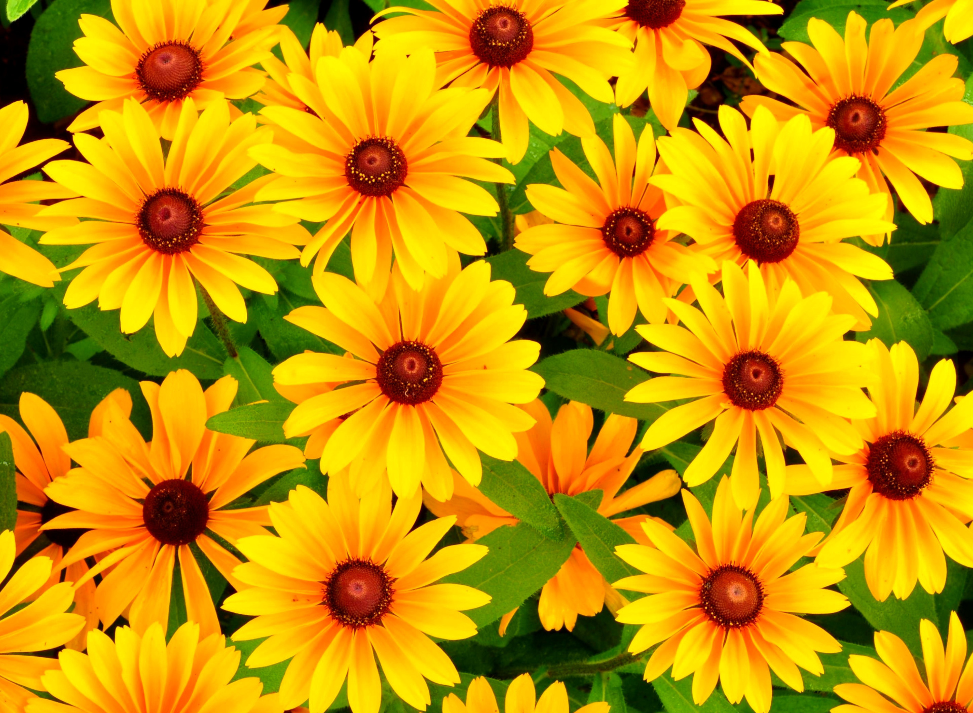 Fondo de pantalla Rudbeckia Yellow Flowers 1920x1408
