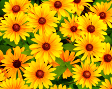 Das Rudbeckia Yellow Flowers Wallpaper 220x176