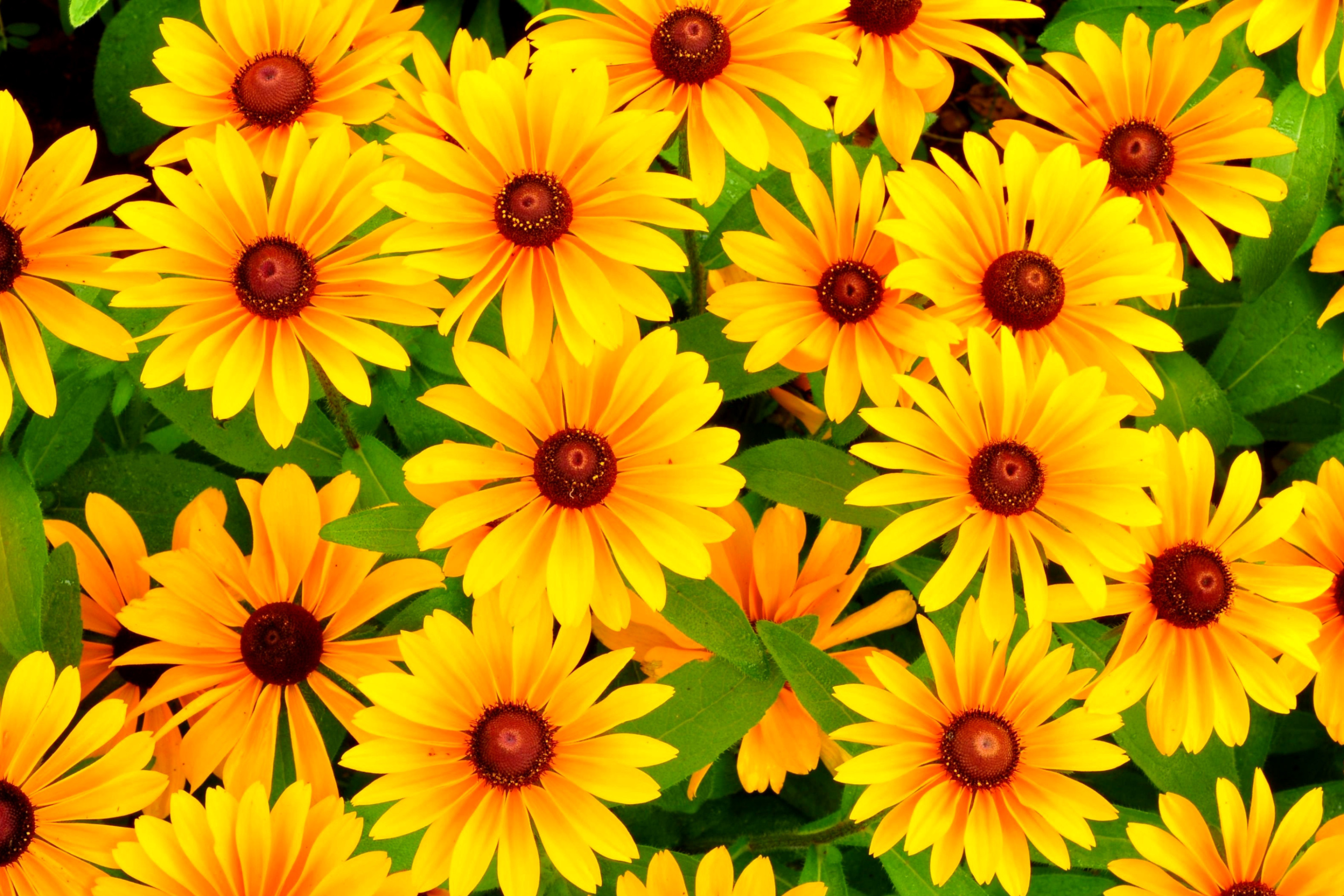 Sfondi Rudbeckia Yellow Flowers 2880x1920