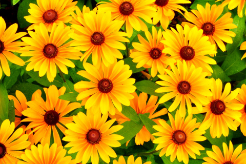 Sfondi Rudbeckia Yellow Flowers 480x320