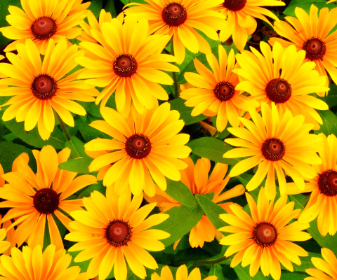 Обои Rudbeckia Yellow Flowers 480x400