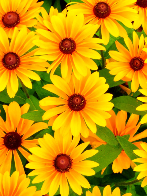 Fondo de pantalla Rudbeckia Yellow Flowers 480x640