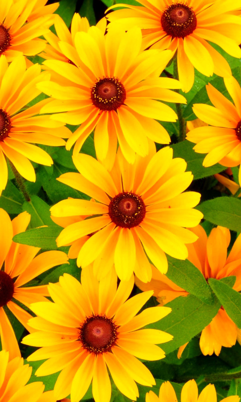 Обои Rudbeckia Yellow Flowers 480x800