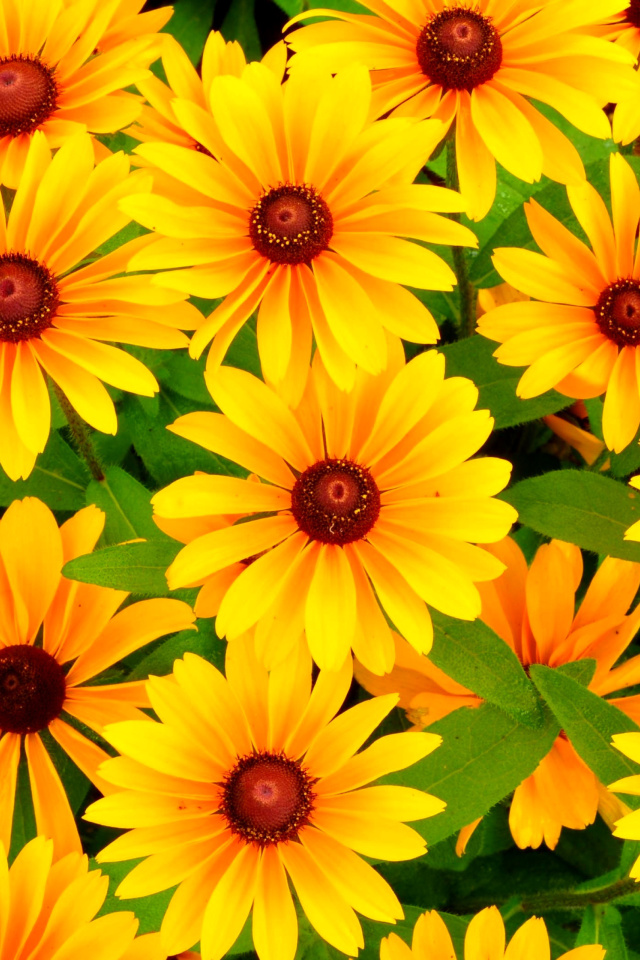 Rudbeckia Yellow Flowers wallpaper 640x960