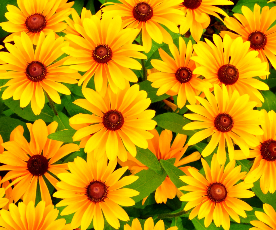 Rudbeckia Yellow Flowers screenshot #1 960x800