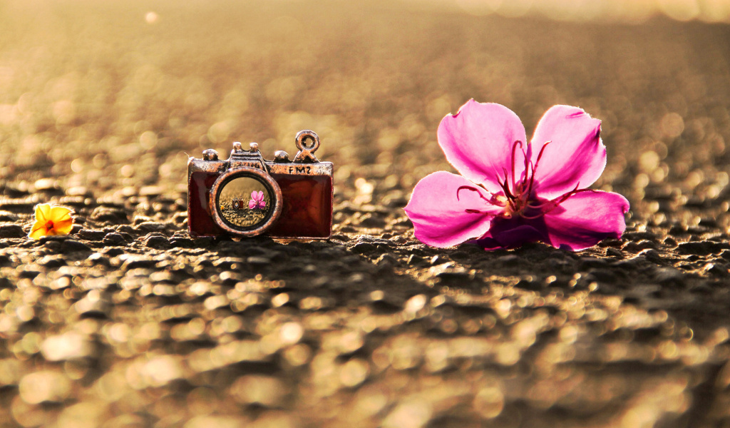 Обои Macro Camera and Flower 1024x600