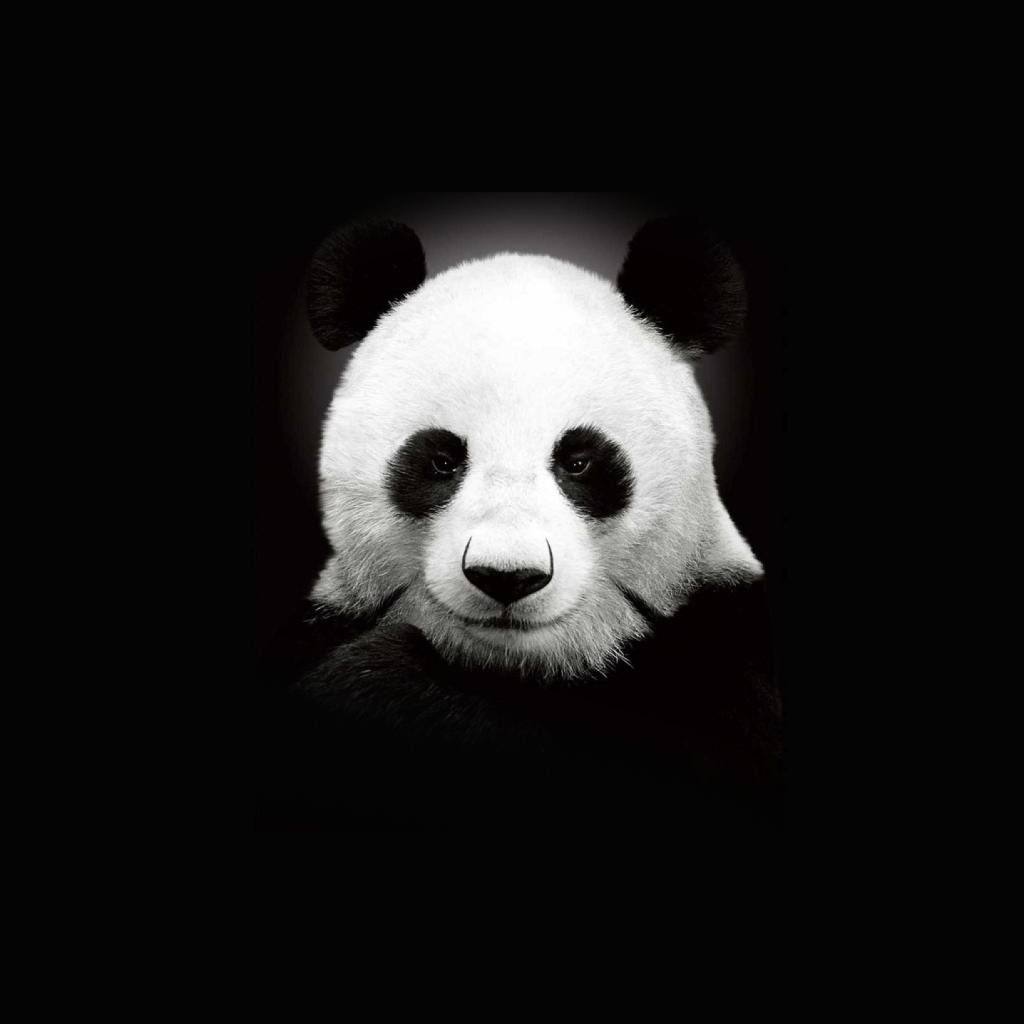 Panda In The Dark wallpaper 1024x1024