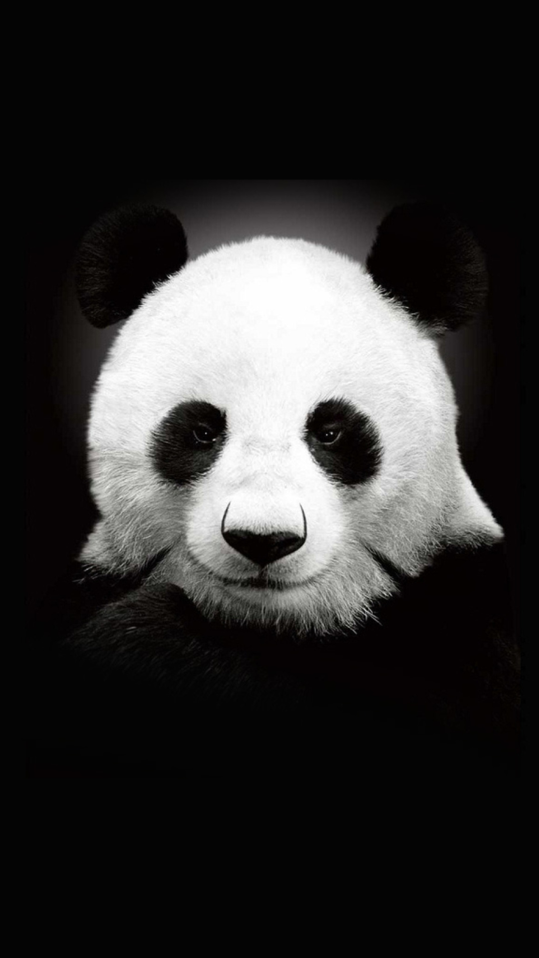 Das Panda In The Dark Wallpaper 1080x1920