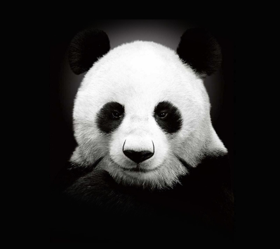 Fondo de pantalla Panda In The Dark 1080x960