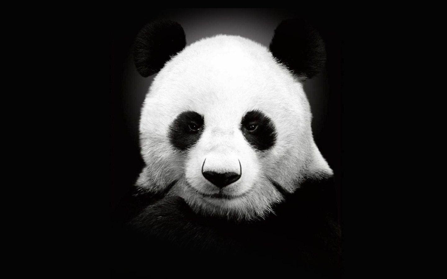 Panda In The Dark screenshot #1 1440x900
