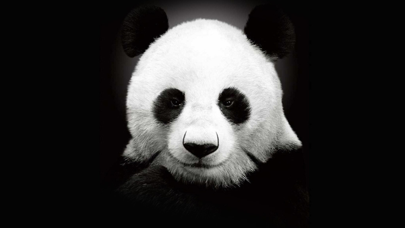 Обои Panda In The Dark 1600x900