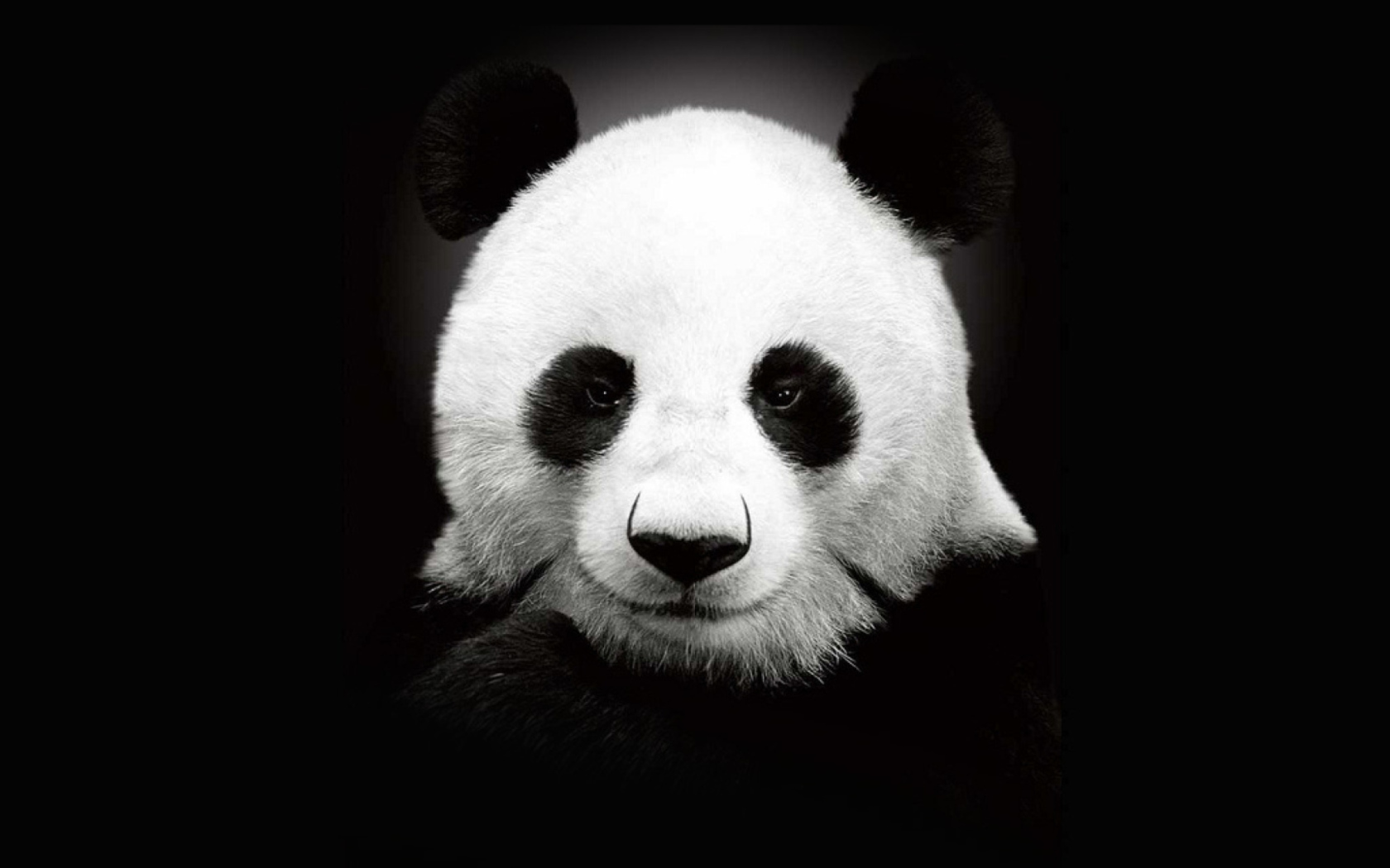 Sfondi Panda In The Dark 1680x1050