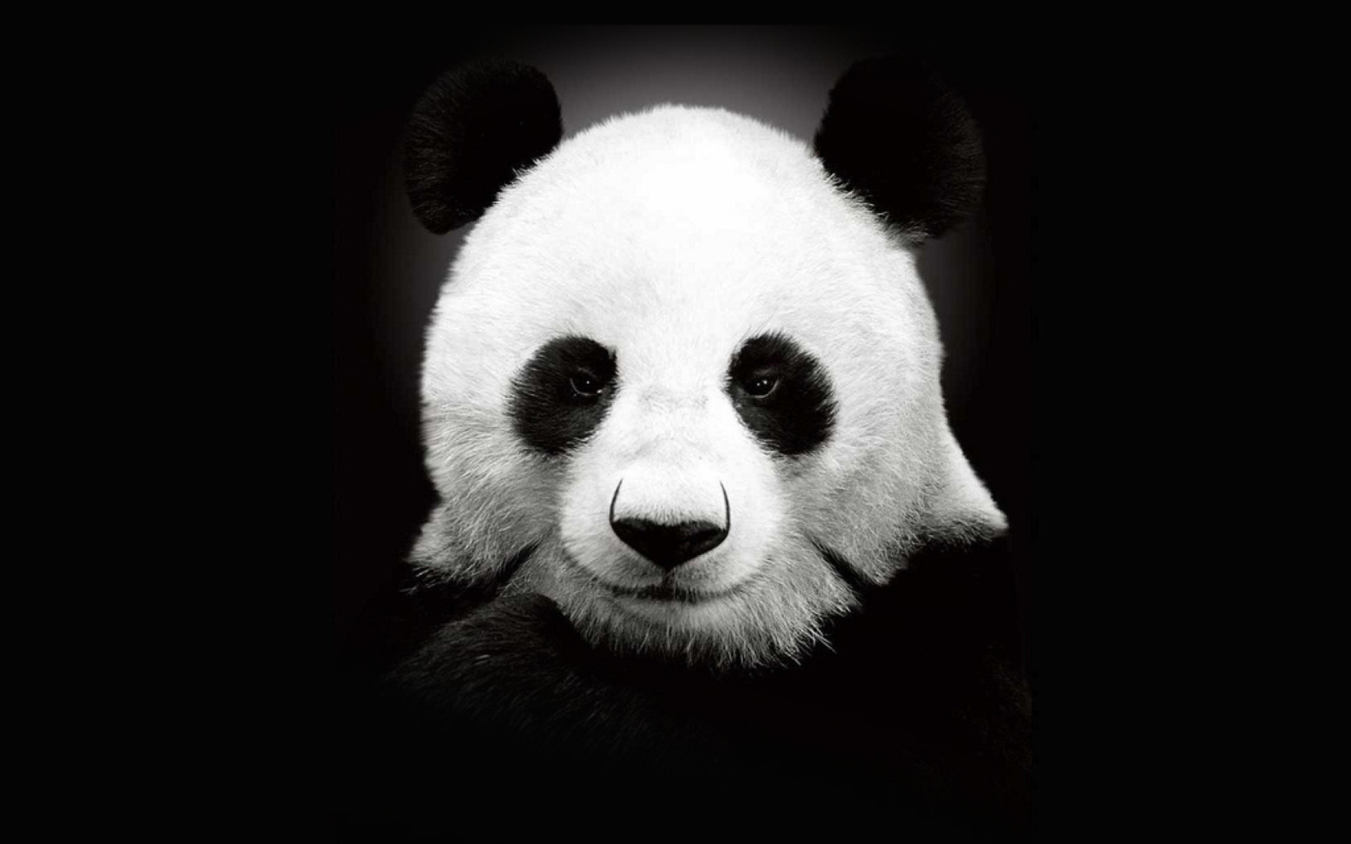 Sfondi Panda In The Dark 1920x1200