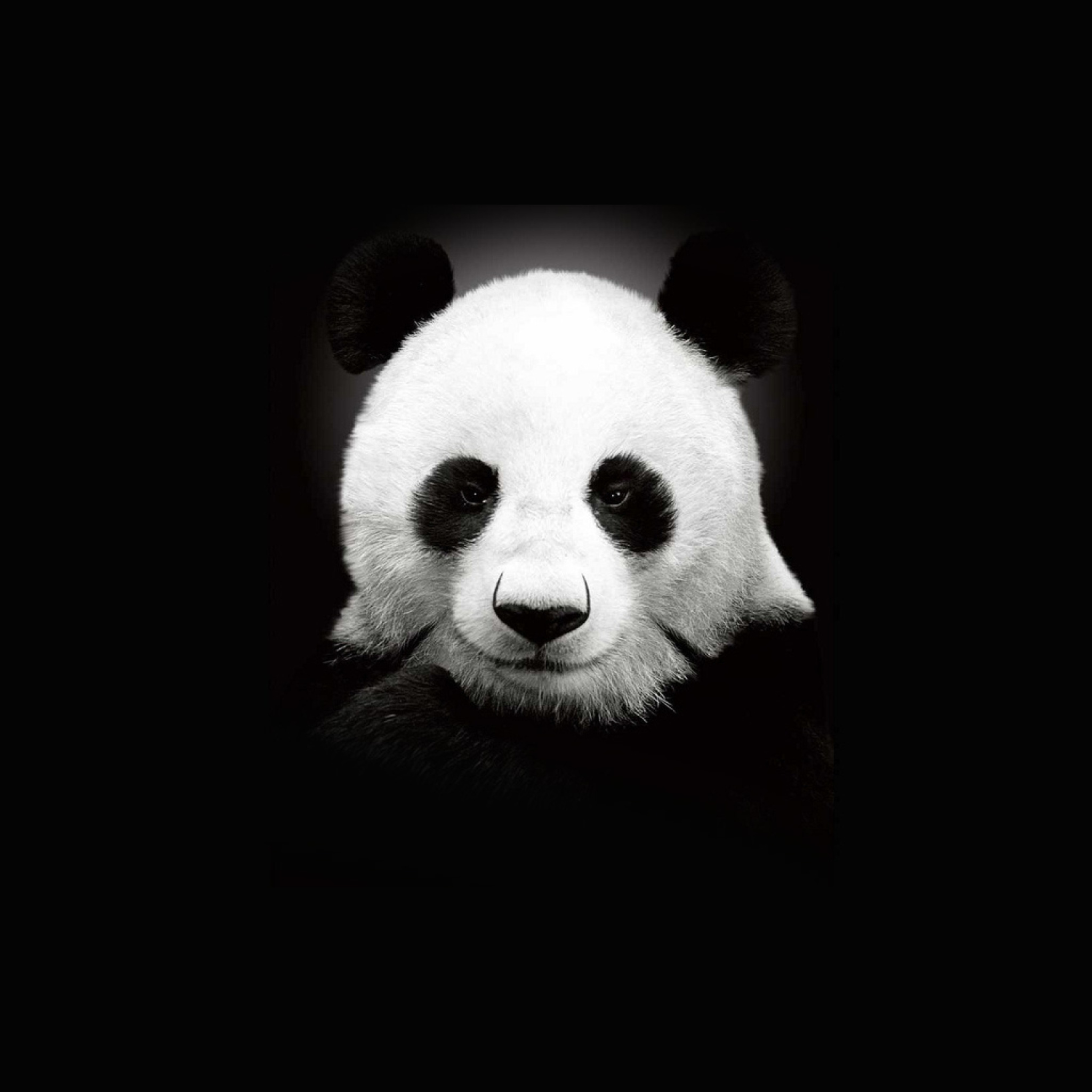 Обои Panda In The Dark 2048x2048