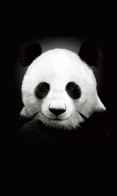 Panda In The Dark screenshot #1 240x400