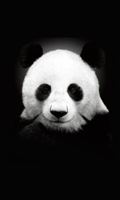 Das Panda In The Dark Wallpaper 240x400