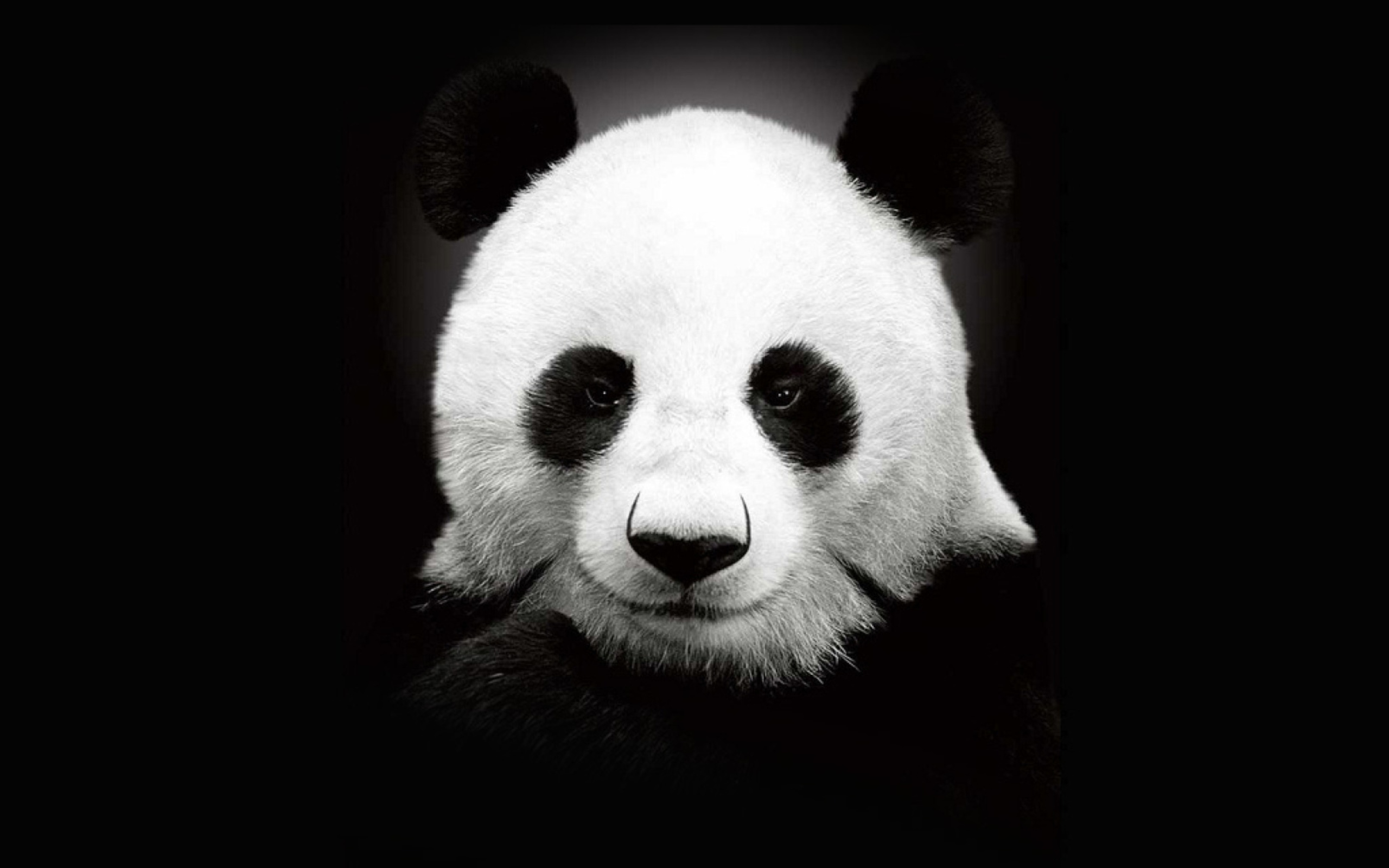 Das Panda In The Dark Wallpaper 2560x1600