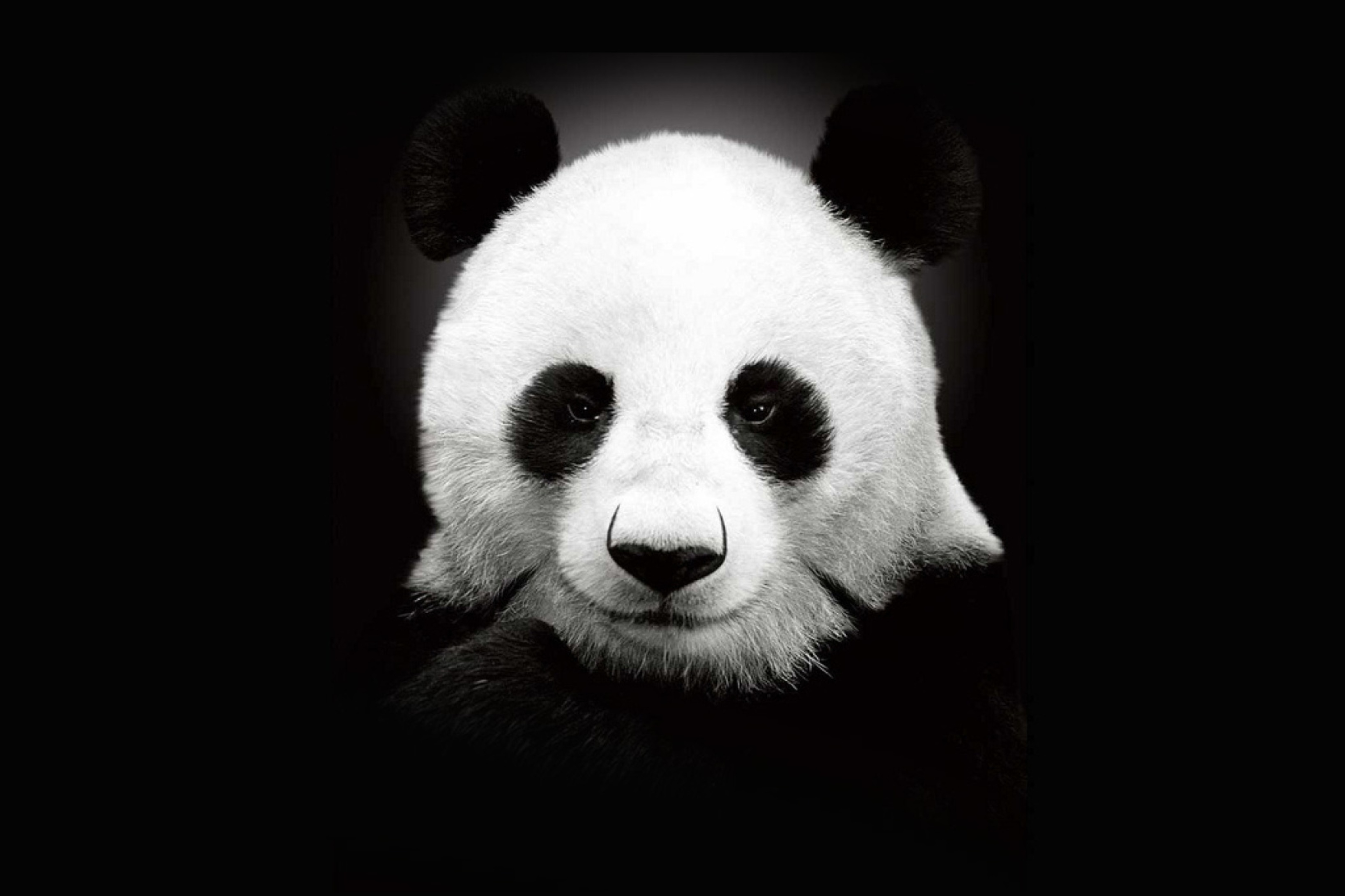 Das Panda In The Dark Wallpaper 2880x1920