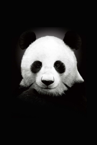 Обои Panda In The Dark 320x480