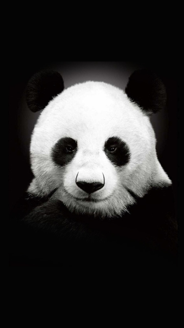 Fondo de pantalla Panda In The Dark 360x640