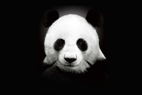 Fondo de pantalla Panda In The Dark 480x320