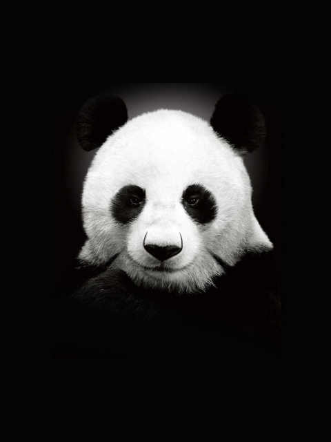 Das Panda In The Dark Wallpaper 480x640