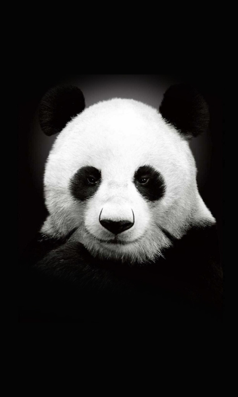 Panda In The Dark wallpaper 480x800