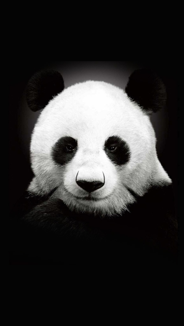 Fondo de pantalla Panda In The Dark 640x1136